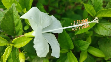 Bunga kembang sepatu putih