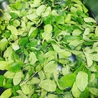 Mint leaves