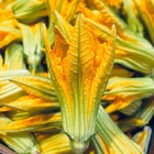 Squash blossoms