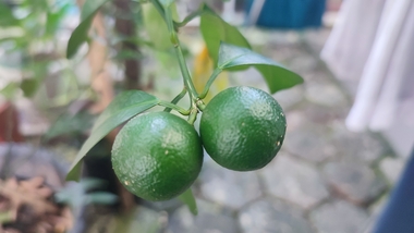 Lemon Cui muda