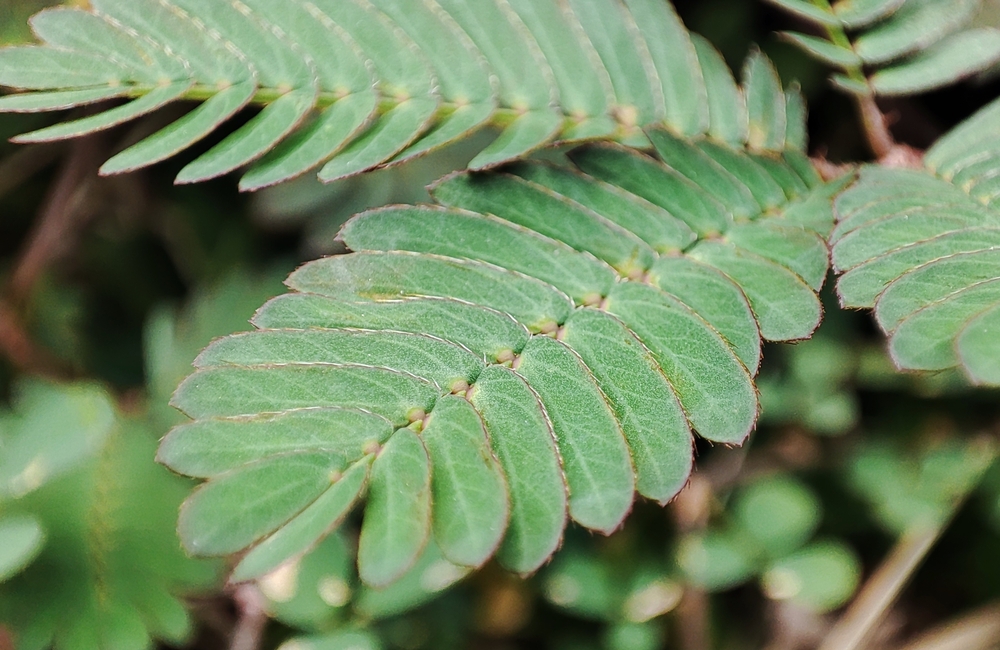 Mimosa pudica