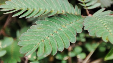 Mimosa pudica