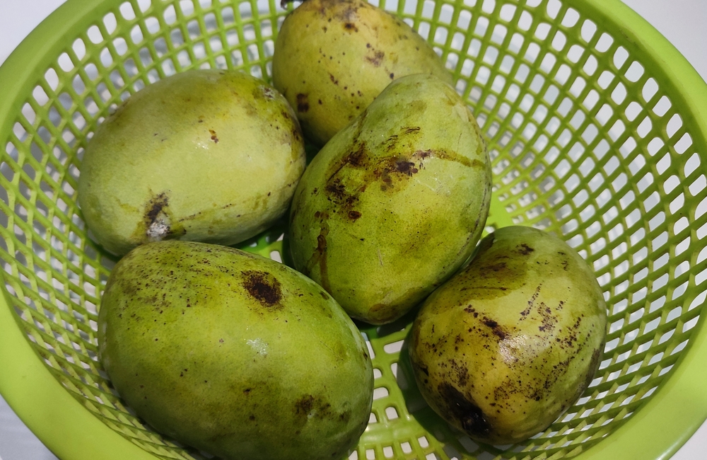 Mangga