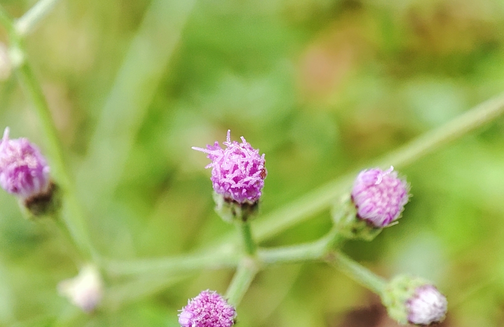 Emilia sonchifolia