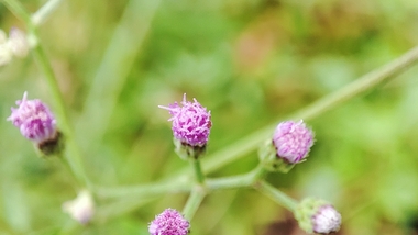 Emilia sonchifolia