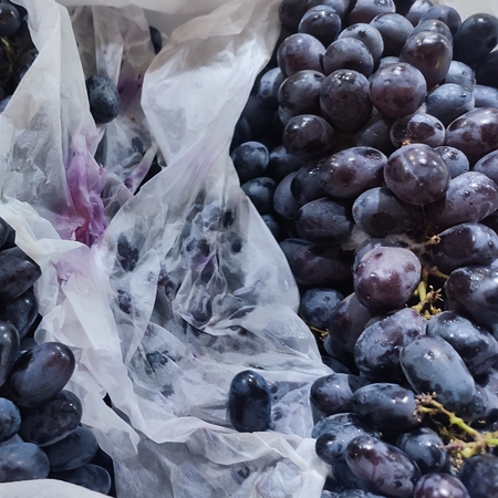 Anggur hitam seedless