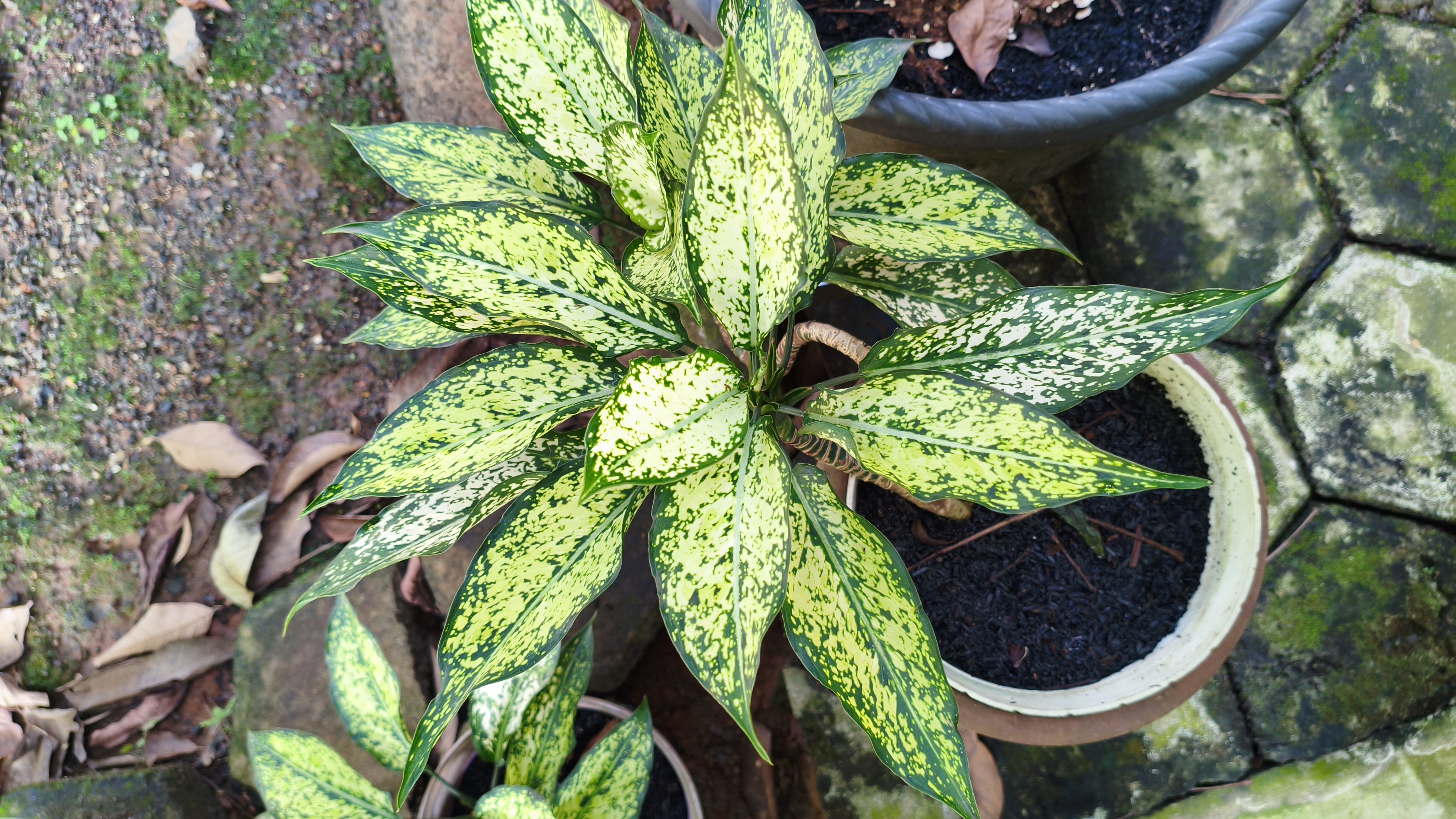 Aglaonema (Sri Rejeki)