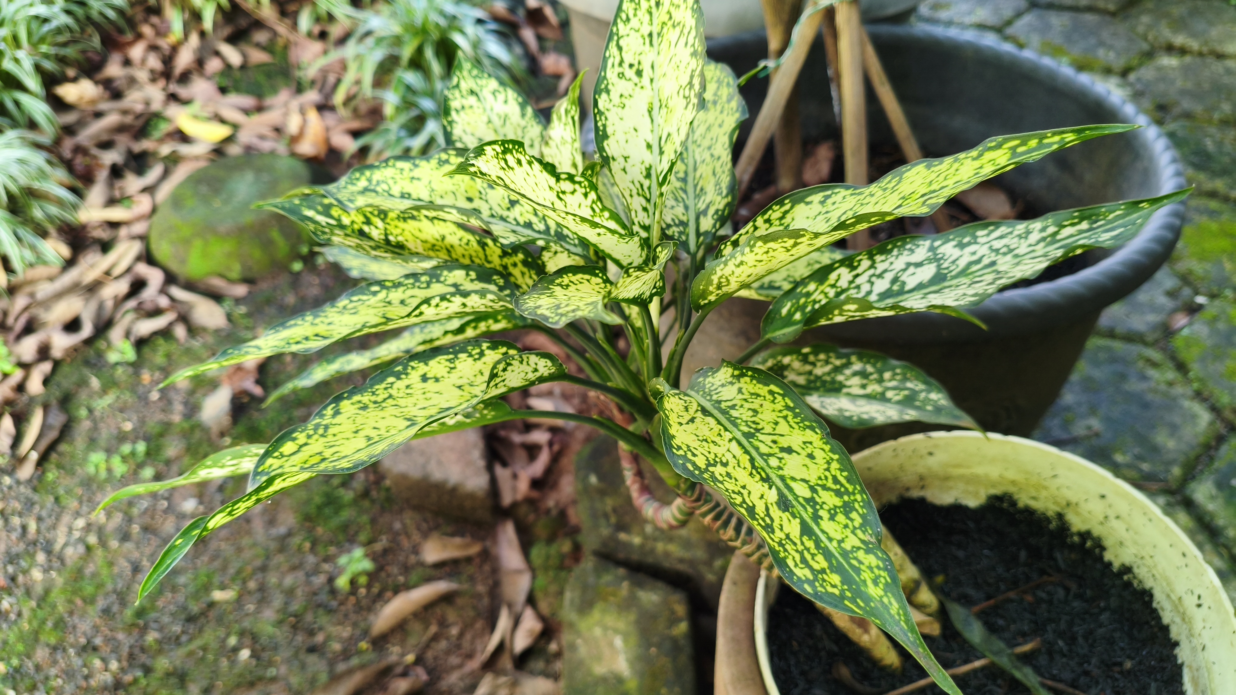 Karakteristik Aglaonema