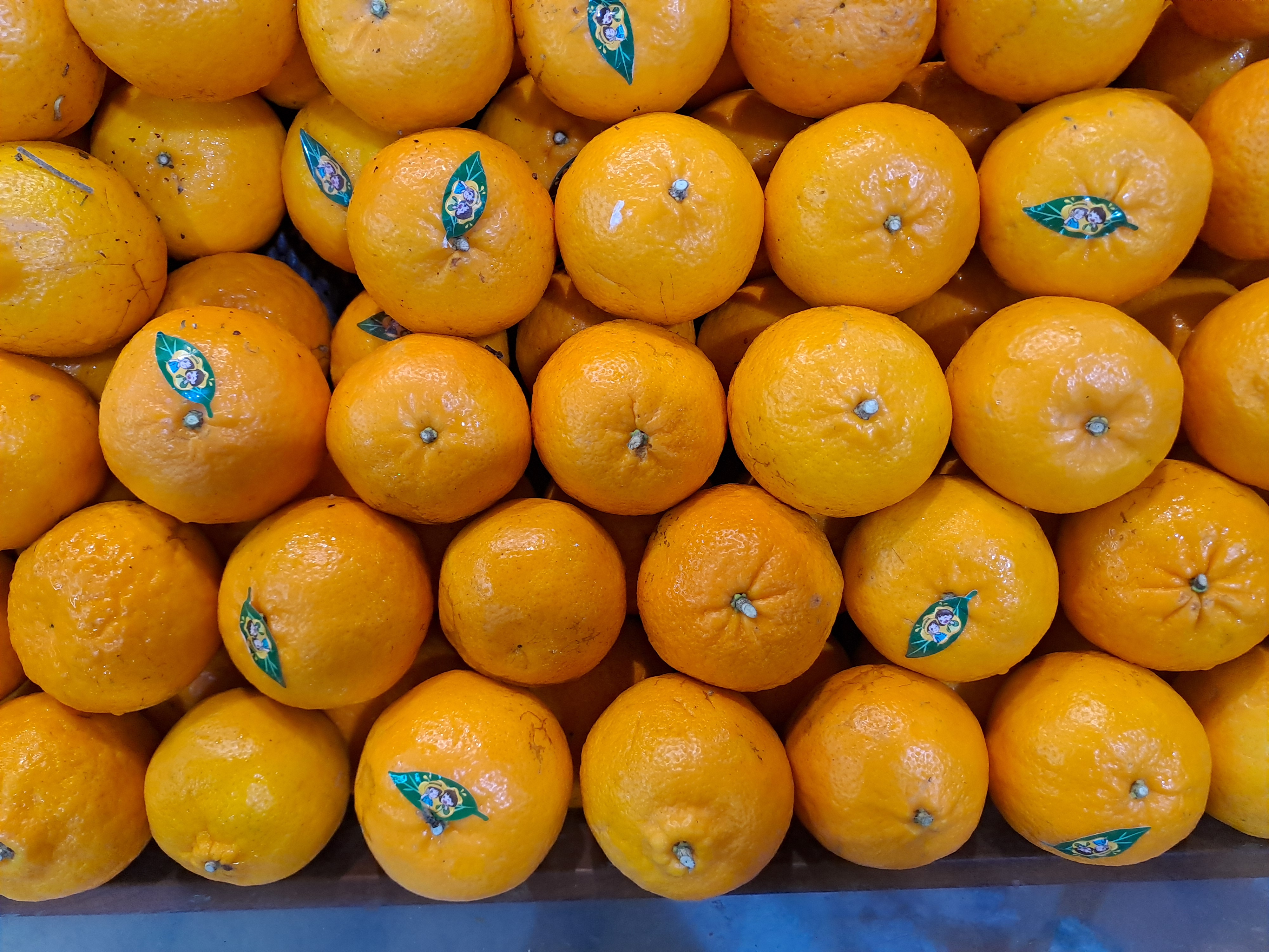 Jeruk Mandarin Wokam