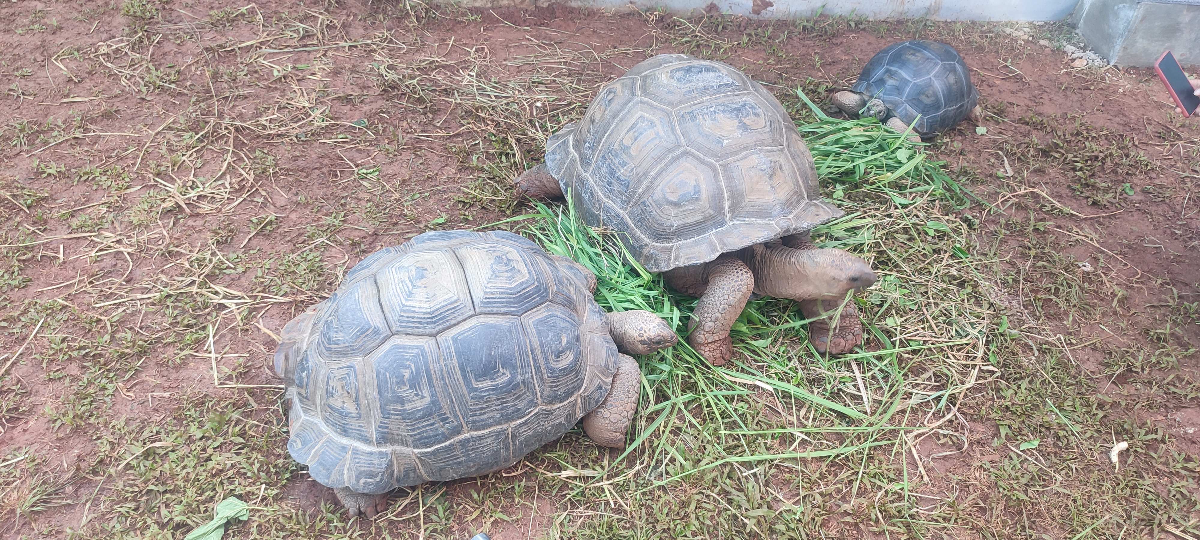 Kura kura Aldabra