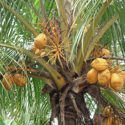 Wedang Kelapa Jagung