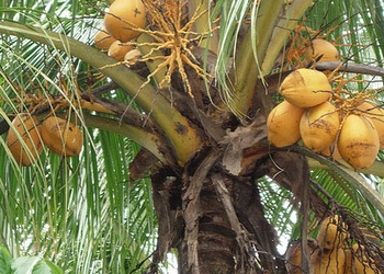 Wedang Kelapa Jagung