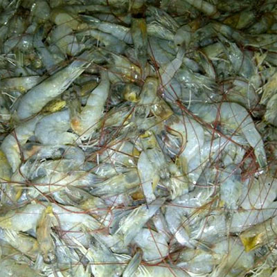 Asem Asem Udang Asem Asem Udang