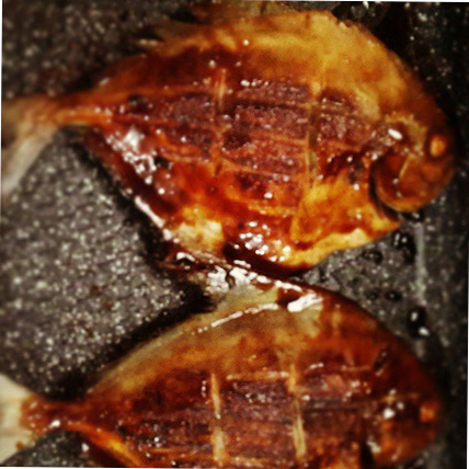 Bawal Bakar Bersantan Bawal Bakar Bersantan