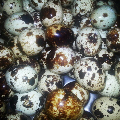 Telur Puyuh Tumis Petai Telur Puyuh Tumis Petai