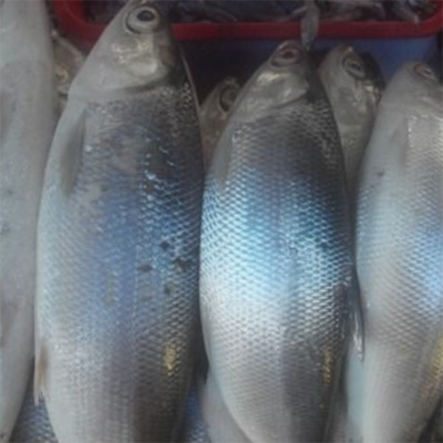 Otak Otak Bandeng Otak Otak Bandeng