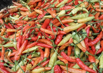 Rasa Pedas