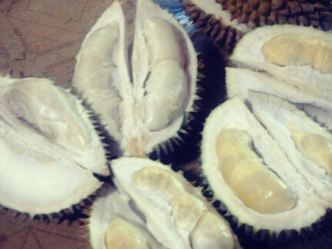 Memilih durian matang