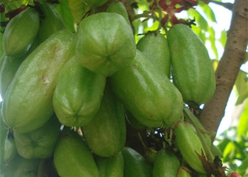 Belimbing Sayur