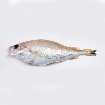 Ikan Cod