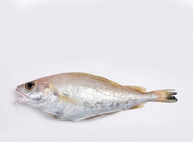 Ikan Cod