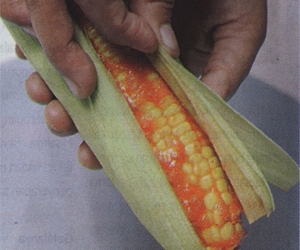 Jagung bakar tidak keras