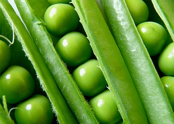 Kacang polong