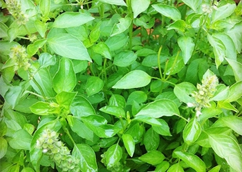 Kemangi