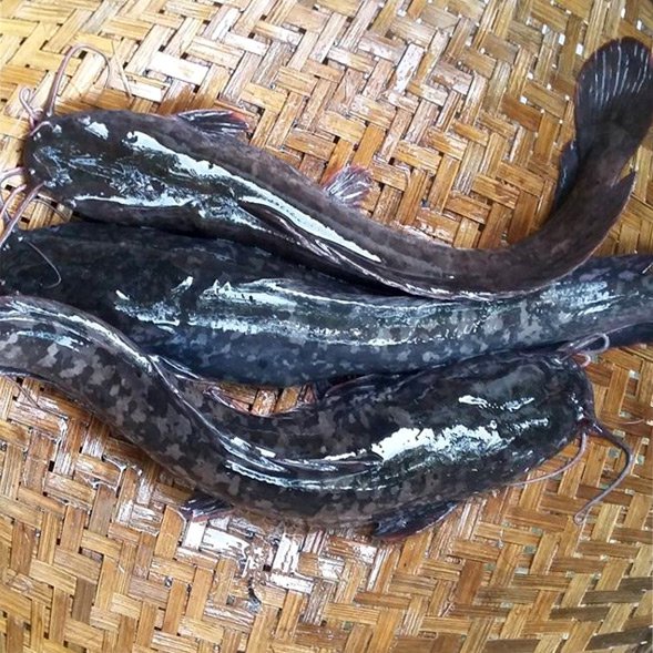 Ikan lele