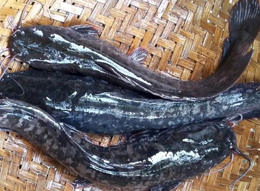 Ikan lele