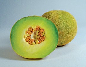 Melon