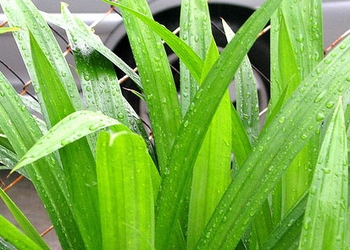 Pandan