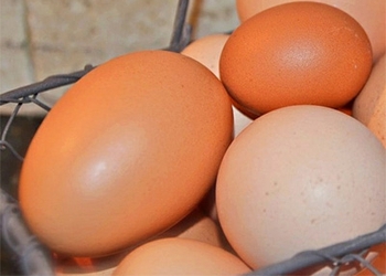 Telur Ayam