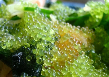 Tobiko