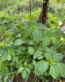 Daun Pohpohan