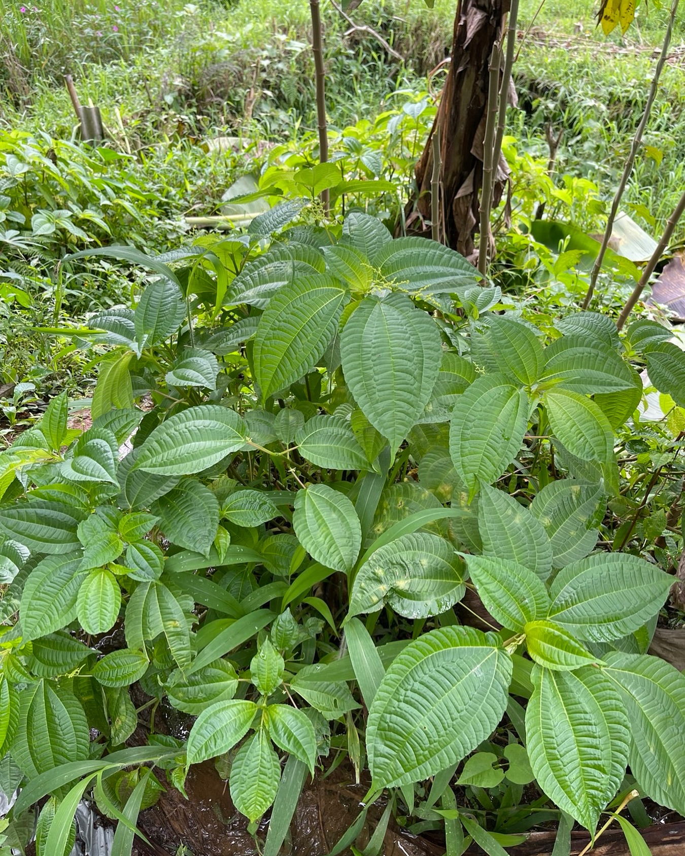 Daun Pohpohan