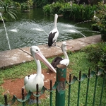 Taman Margasatwa Ragunan